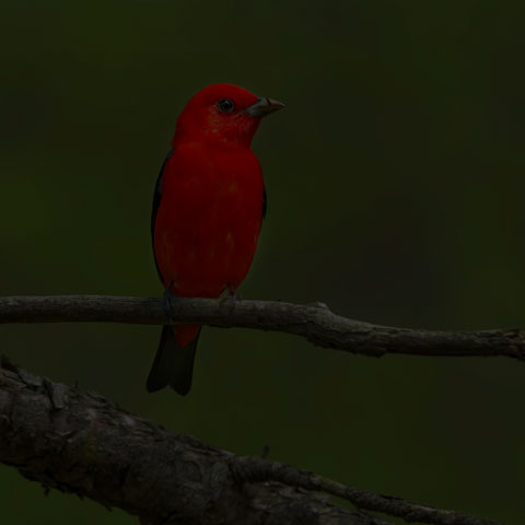 Scarlet Tanager