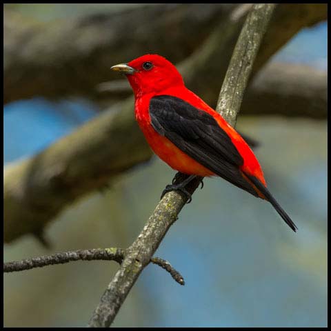 Scarlet Tanager