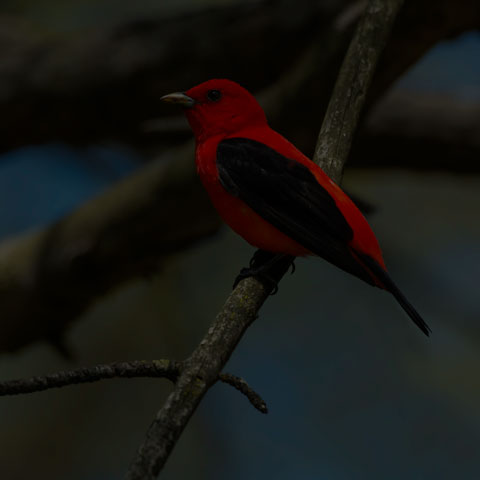 Scarlet Tanager