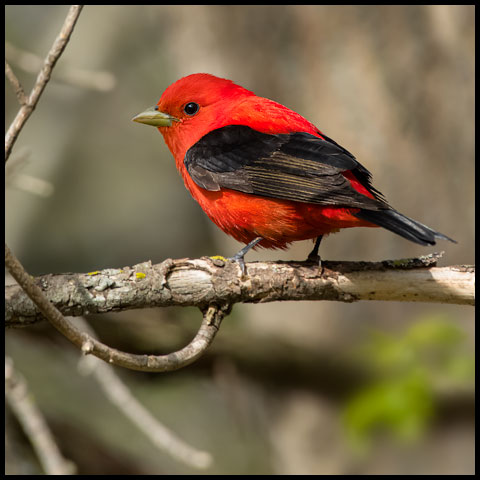 Scarlet Tanager