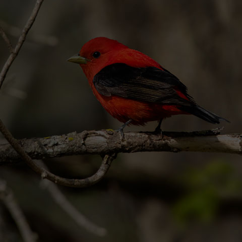 Scarlet Tanager