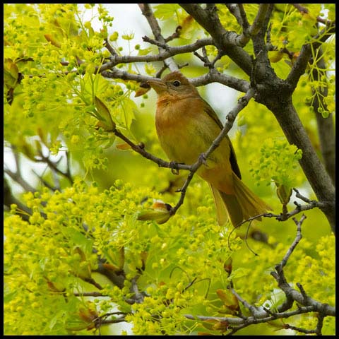 Summer Tanager