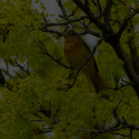 Summer Tanager