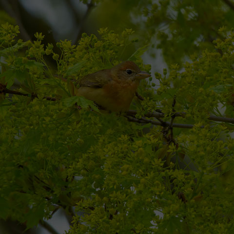 Summer Tanager