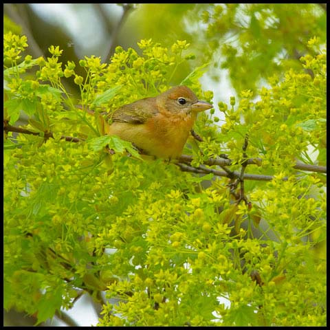 Summer Tanager