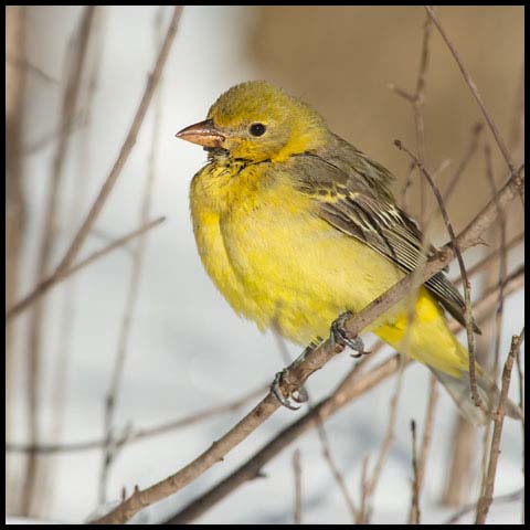 Western Tanager