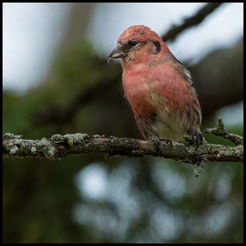 White-winged Crossbill