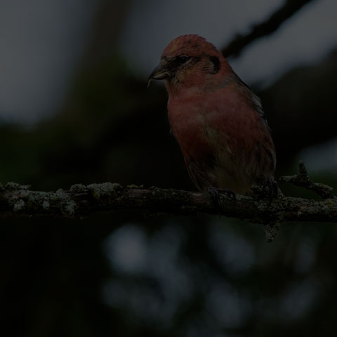 White-winged Crossbill