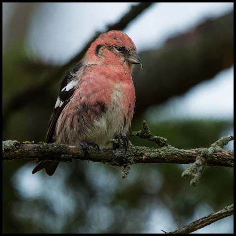 White-winged Crossbill