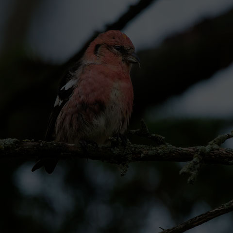White-winged Crossbill