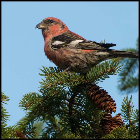 White-winged Crossbill
