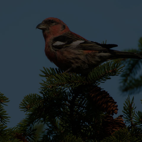 White-winged Crossbill