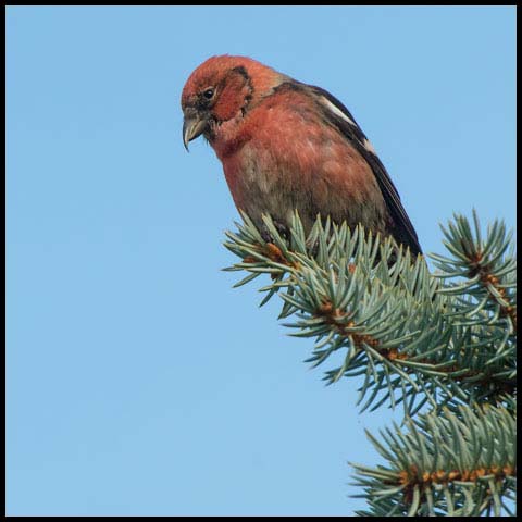 White-winged Crossbill