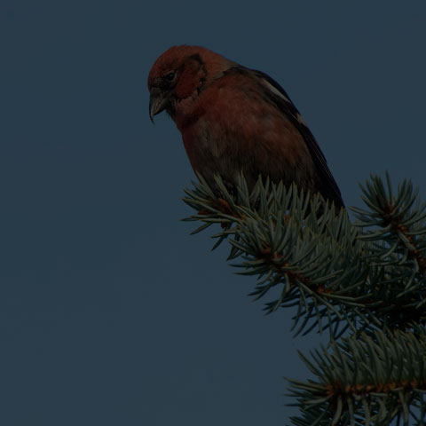 White-winged Crossbill
