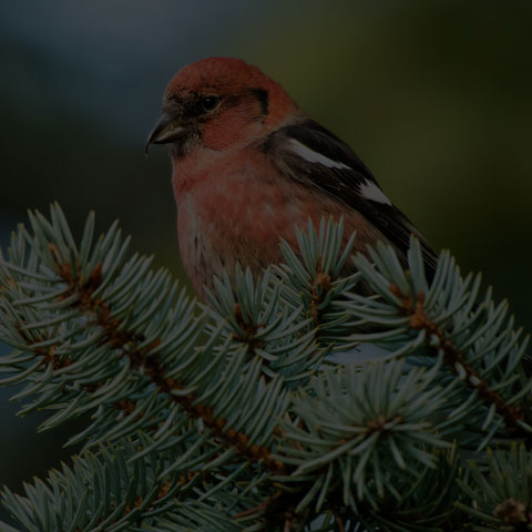 White-winged Crossbill