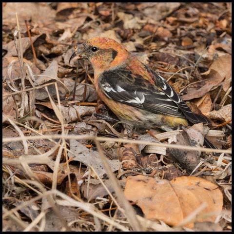 White-winged Crossbill