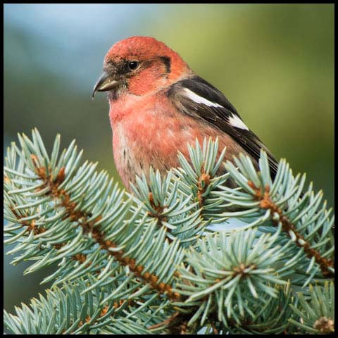 White-winged Crossbill