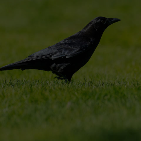 American Crow