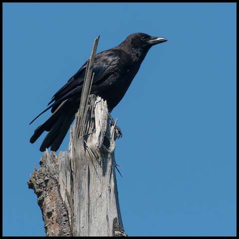 American Crow