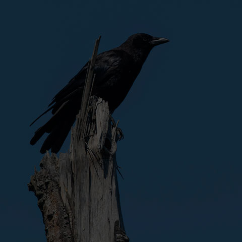 American Crow