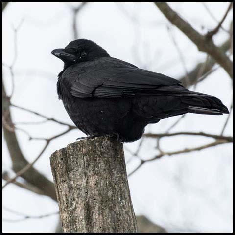 American Crow