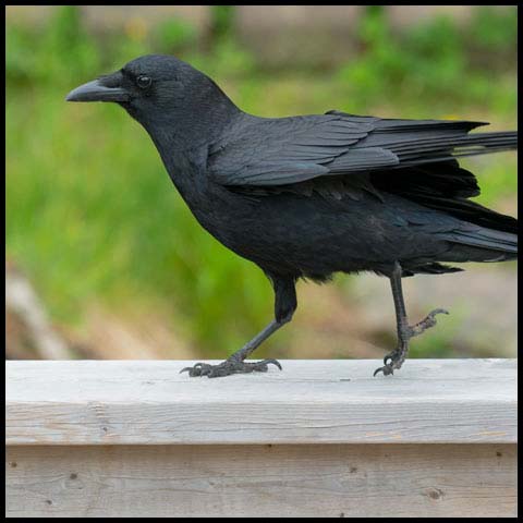 American Crow