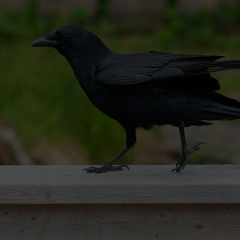 American Crow