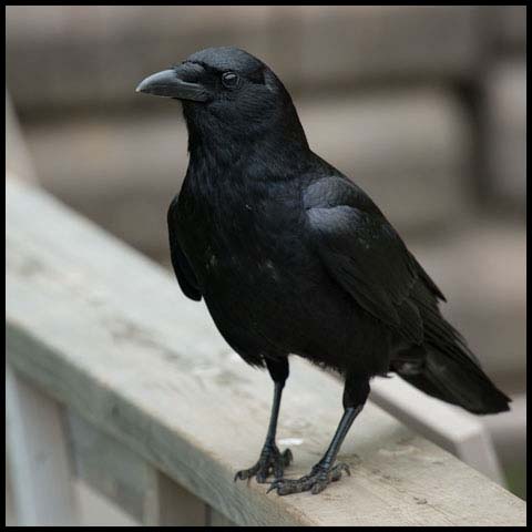 American Crow