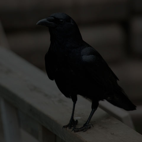 American Crow