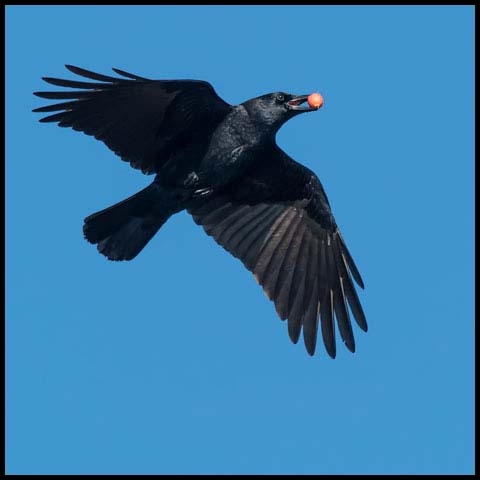American Crow