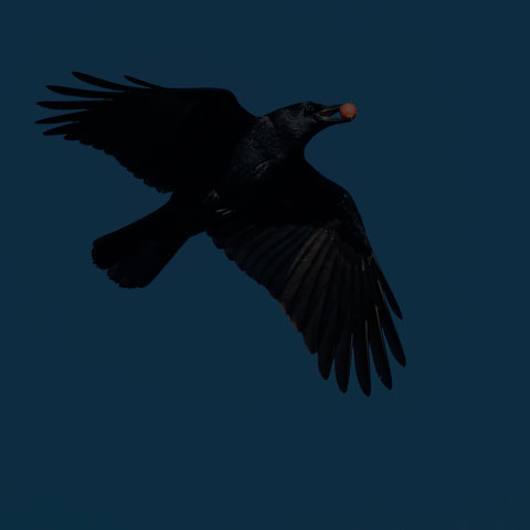 American Crow
