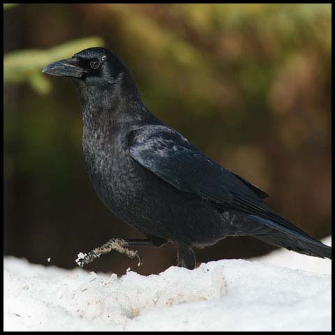 American Crow