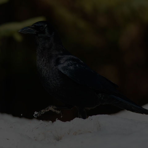 American Crow