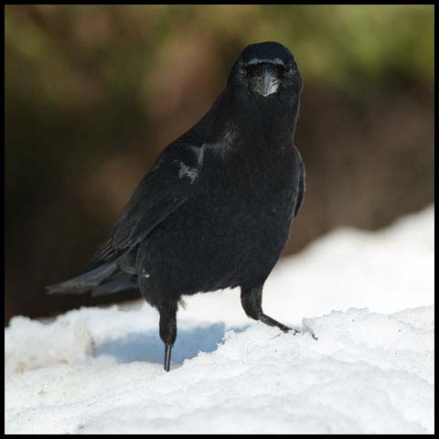 American Crow