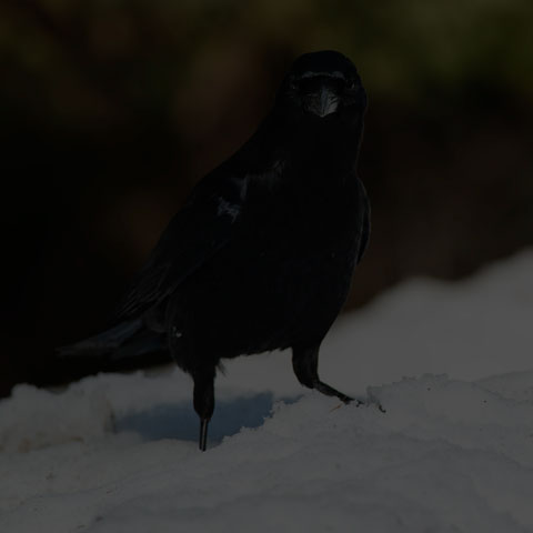 American Crow