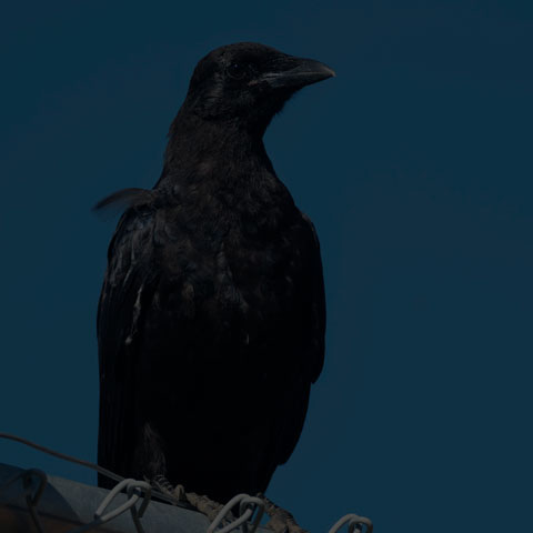 American Crow
