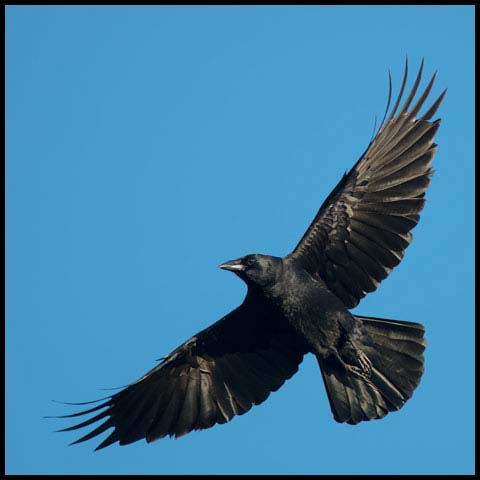 American Crow