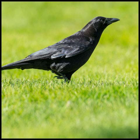 American Crow