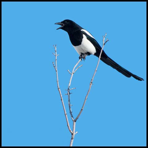 Black-billed Magpie