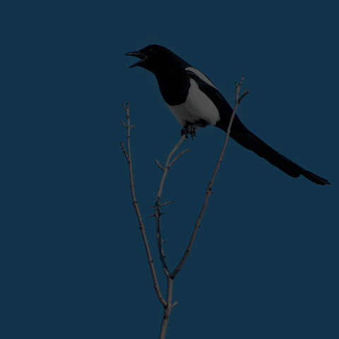 Black-billed Magpie