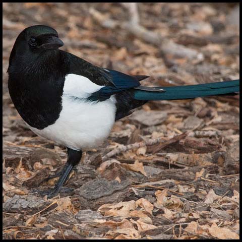 Black-billed Magpie