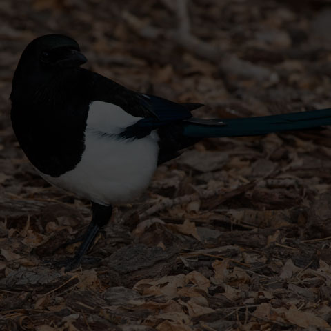 Black-billed Magpie