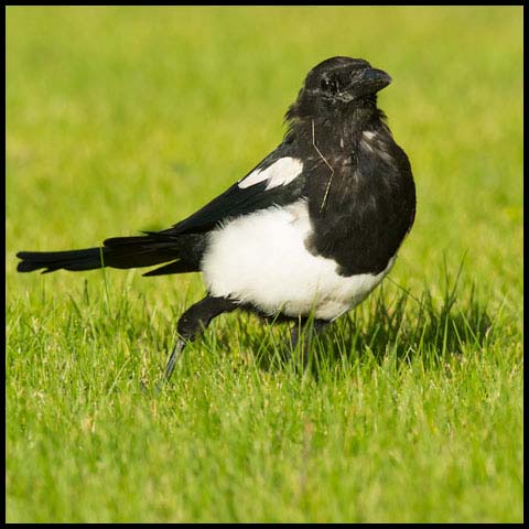 Black-billed Magpie