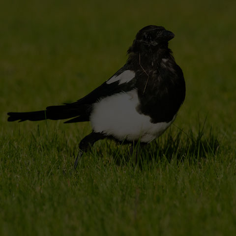Black-billed Magpie