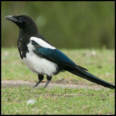 Black-billed Magpie