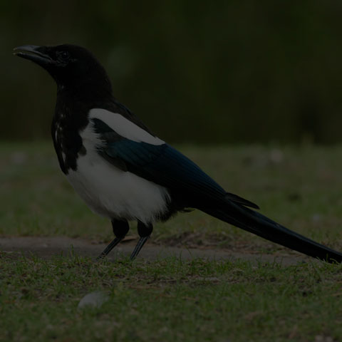 Black-billed Magpie