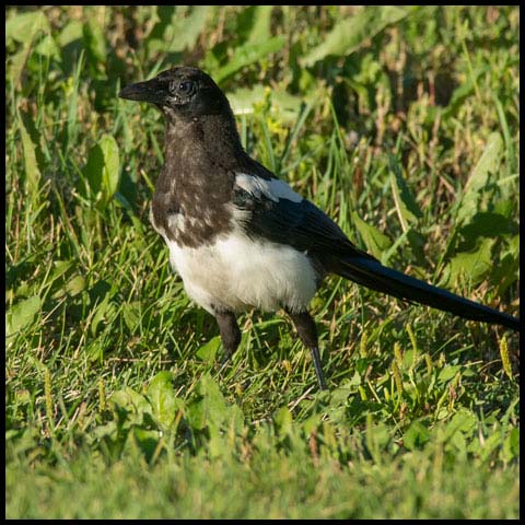 Black-billed Magpie