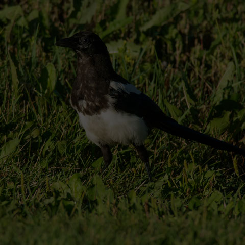 Black-billed Magpie