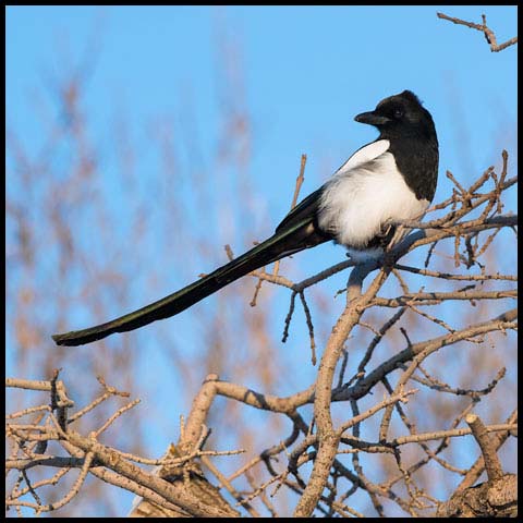 Black-billed Magpie