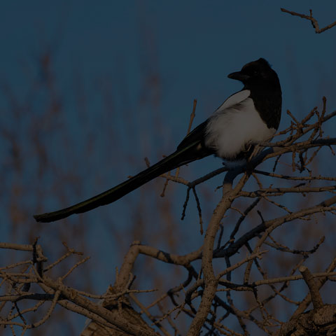 Black-billed Magpie